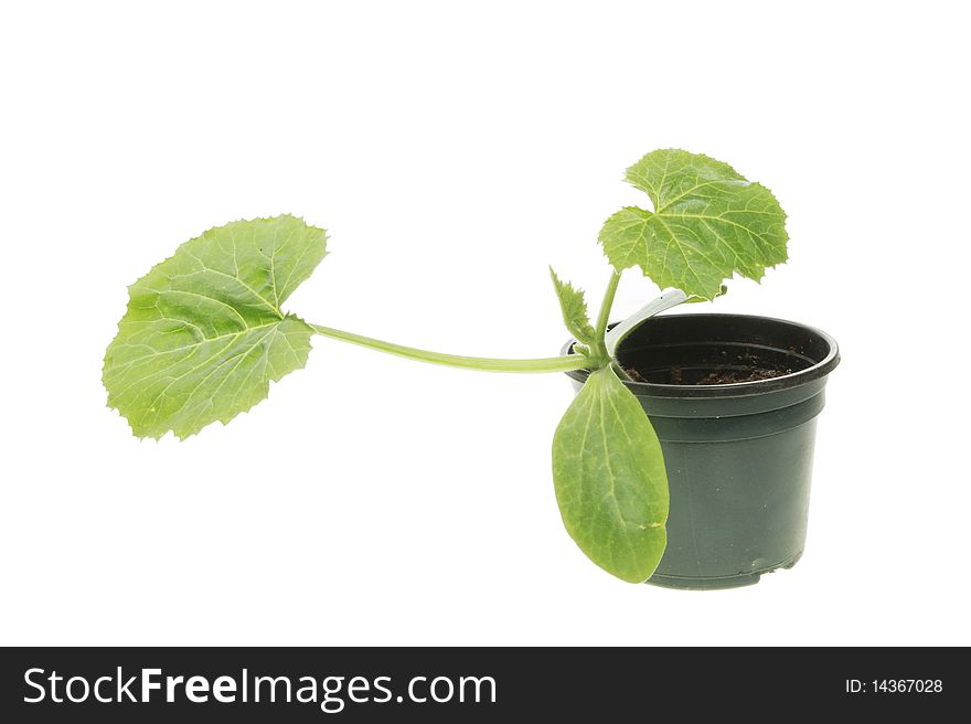 Young corugette plant in a pot isolated on white. Young corugette plant in a pot isolated on white