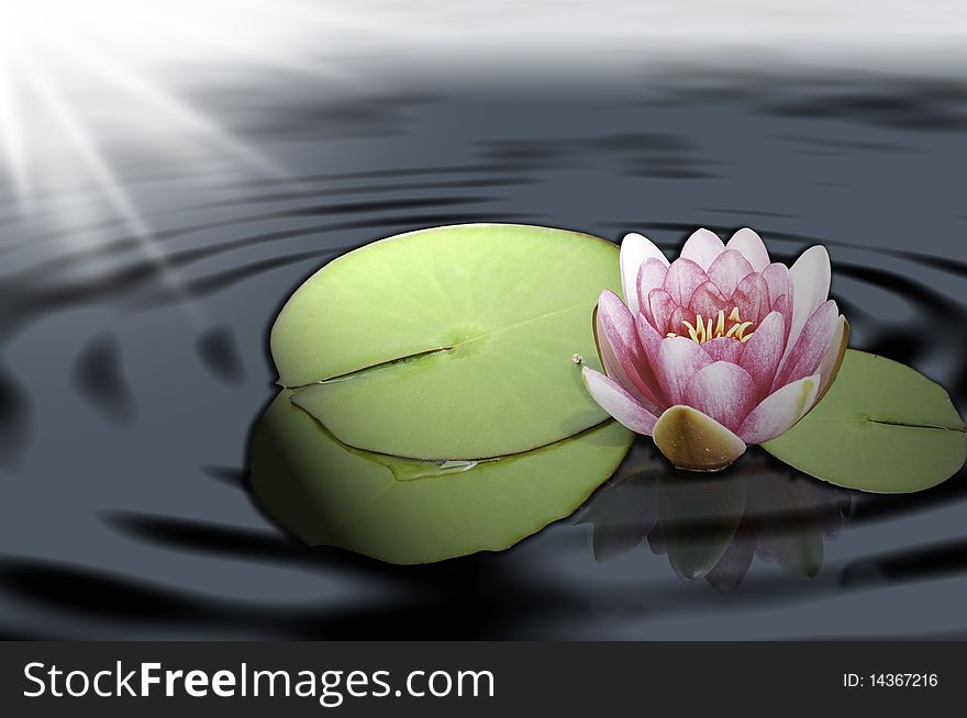 This image shows a lotus on a pond. This image shows a lotus on a pond