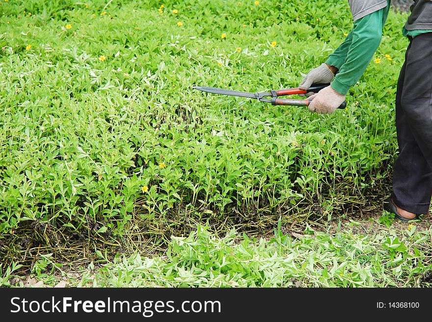 A man cutting flower at the garden