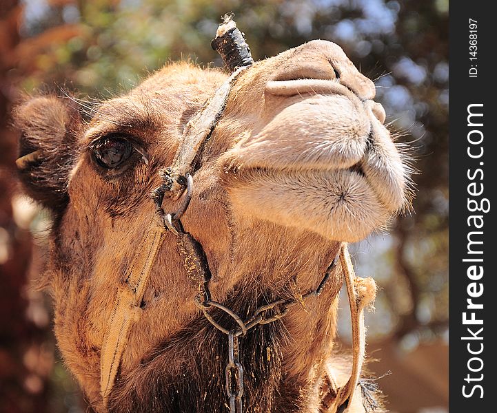 A camel for tourists to ride on. A camel for tourists to ride on.