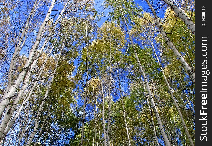 Looking up at aspen of yellow leaves in Forest with blue sky during autumn season.