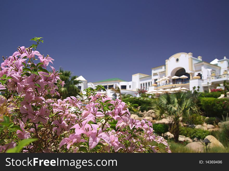 Beautiful pink flowers against hotel