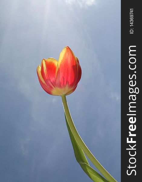 Single red tulip on a blue sky background taken in my garden on the 26 â€ŽApril â€Ž2010