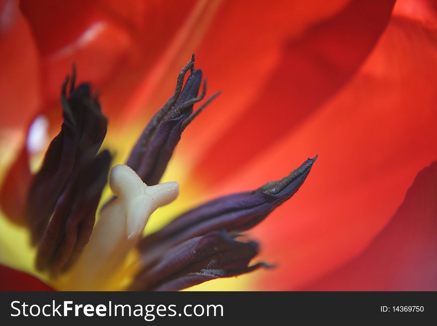 Red and yellow tulip macro.
taken in my garden in west yorkshire england.
taken on  April 26, 2010. Red and yellow tulip macro.
taken in my garden in west yorkshire england.
taken on  April 26, 2010