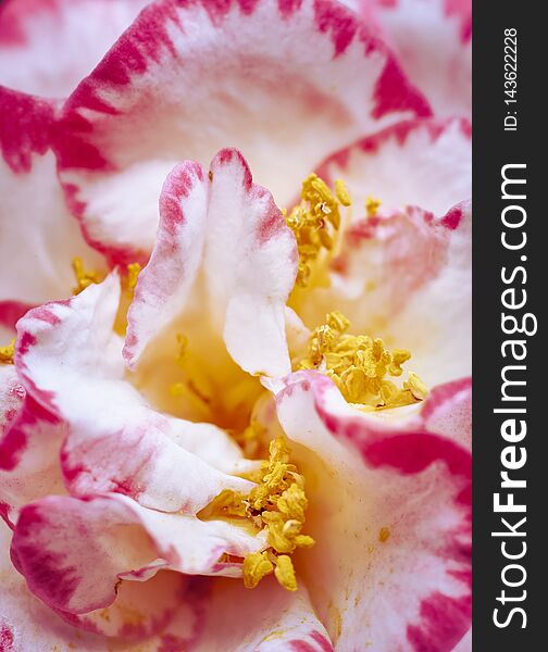 Background of pink and white petals with ocher and yellow tones