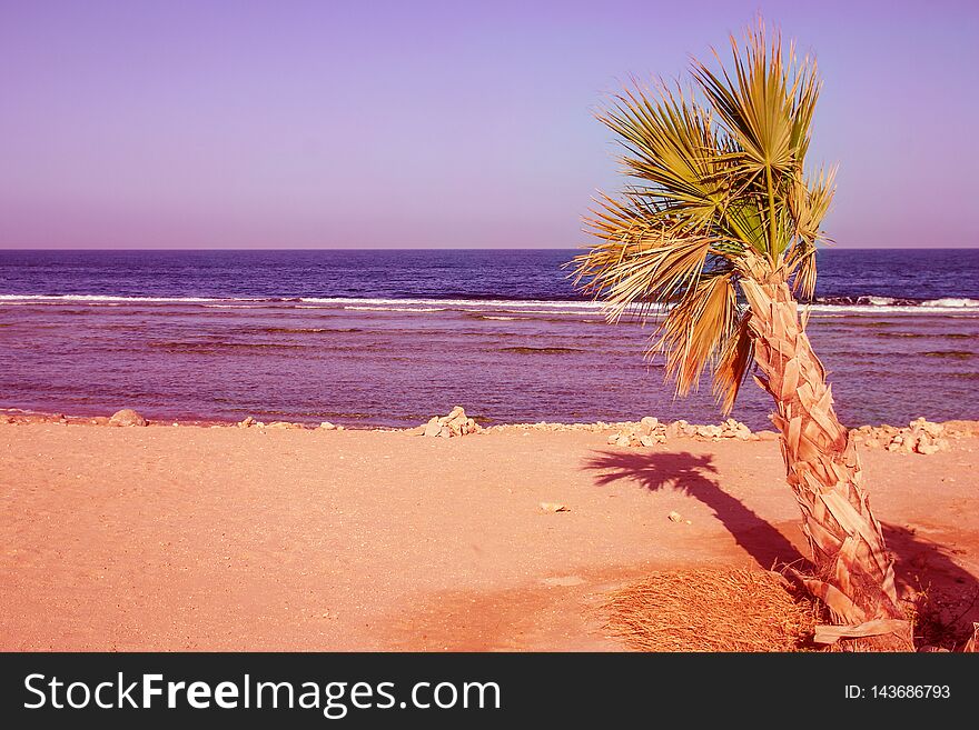 Beautiful palm tree on the sea shore background