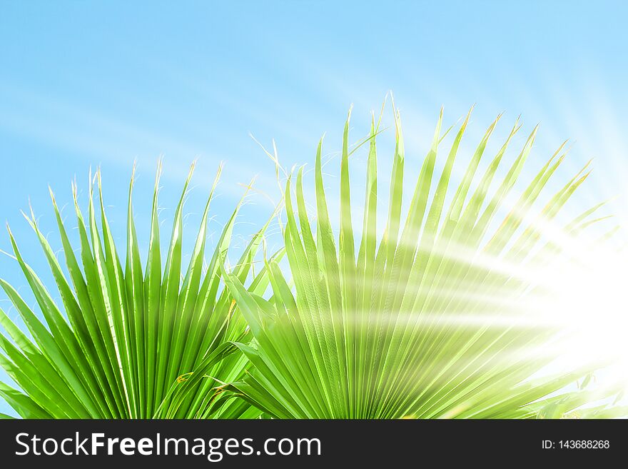 Beautiful Palm Tree On The Sea Shore Background