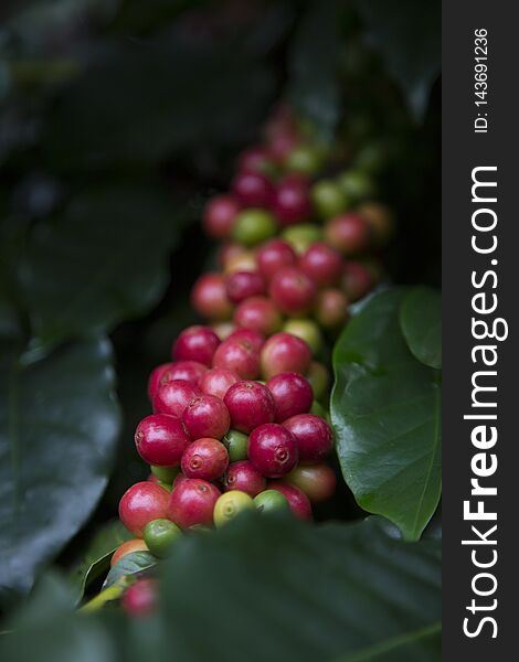 Red cherry Arabica coffee bean at at hill tribe village in northern part of Thailand. Arabica beans are grown in northern Thailand and robusta beans in the south. Red cherry Arabica coffee bean at at hill tribe village in northern part of Thailand. Arabica beans are grown in northern Thailand and robusta beans in the south.