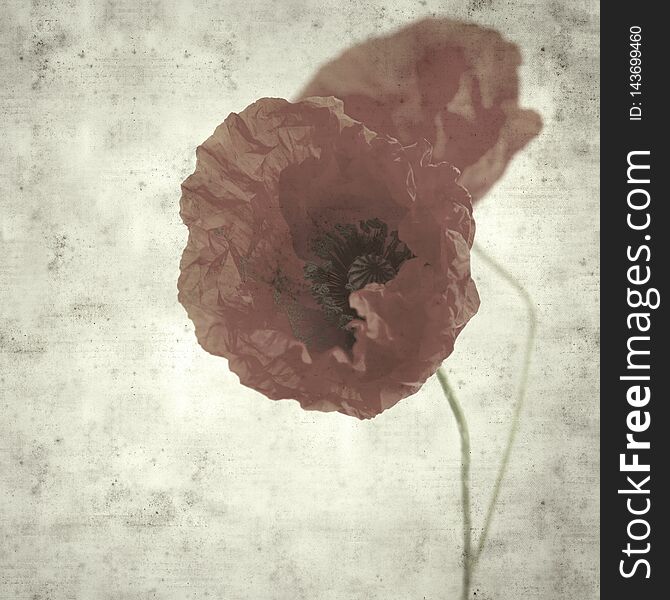 Textured stylish old paper background, square, with red poppy