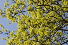 Spring Maple Flowers Stock Photos Spring Maple Flowers Stock Photos