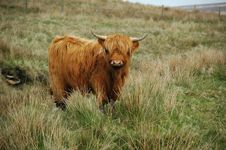 Young Brown Highland Cow Royalty Free Stock Image Young Brown Highland Cow Royalty Free Stock Image