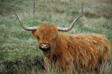 Brown Highland Cow With Serious Horns Stock Images Brown Highland Cow With Serious Horns Stock Images