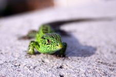 Green Lizard Stock Image Green Lizard Stock Image
