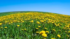 Field Of Blossoming Dandelions Royalty Free Stock Image Field Of Blossoming Dandelions Royalty Free Stock Image