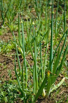 Onions Growing On The Garden Plot Stock Image
