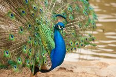 Impressive Peacock With Feathers Spread Royalty Free Stock Photo