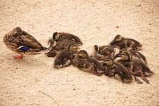 Mother Mallard Duck Rests With Ducklings Stock Image