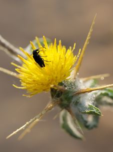 A Beetle On The Prickly Flower. Royalty Free Stock Photo A Beetle On The Prickly Flower. Royalty Free Stock Photo