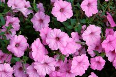 Pink Flower Background Royalty Free Stock Photography Pink Flower Background Royalty Free Stock Photography