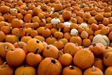 Pumpkin Patch Stock Image Pumpkin Patch Stock Image