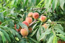 Peach Royalty Free Stock Photo Peach Royalty Free Stock Photo
