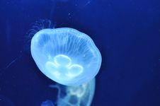 Jellyfish Royalty Free Stock Photos