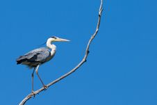 Grey Heron On A Branch Stock Photos Grey Heron On A Branch Stock Photos