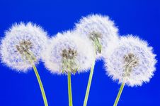 Dandelions Royalty Free Stock Photography Dandelions Royalty Free Stock Photography