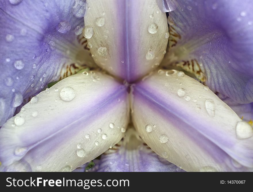 Beautiful flower in dew. Composition of nature.