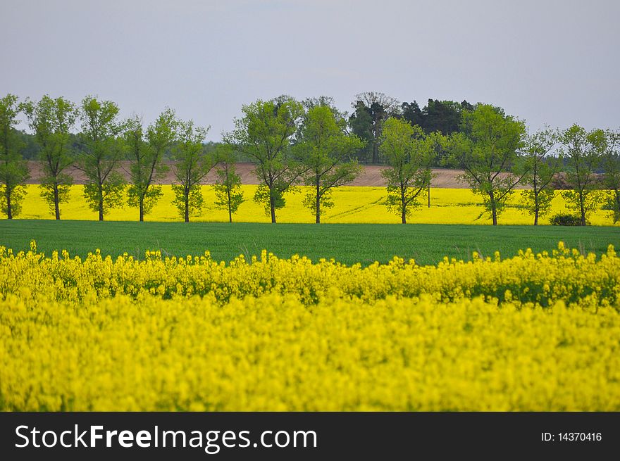 Colors of meadows on spring time. Colors of meadows on spring time