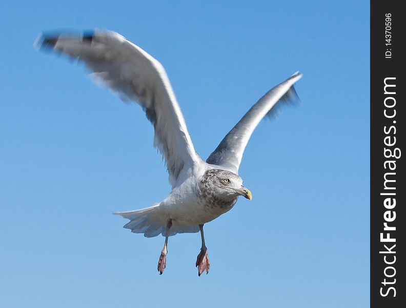 A photo of a pigeon in flight behind a blue sky. A photo of a pigeon in flight behind a blue sky