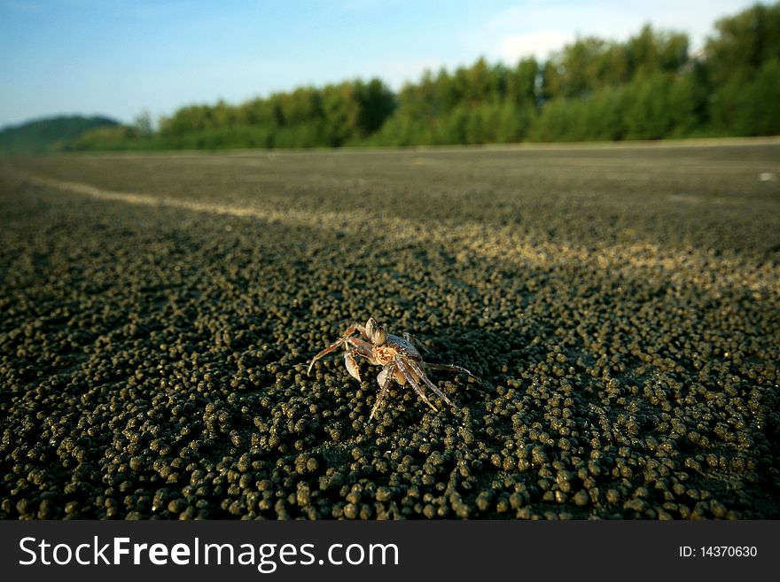 Alone scrab on the beach