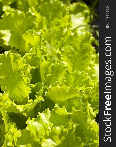 Bright green leaves of salad growing in a flower-bed close-up. Bright green leaves of salad growing in a flower-bed close-up