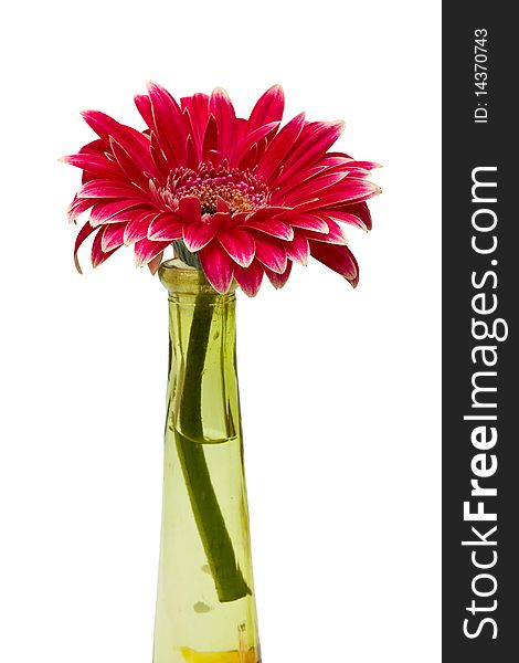 Red gerbera in bowl. Isolation.