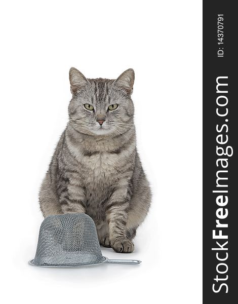 Cat with trap waiting for bag on white background.