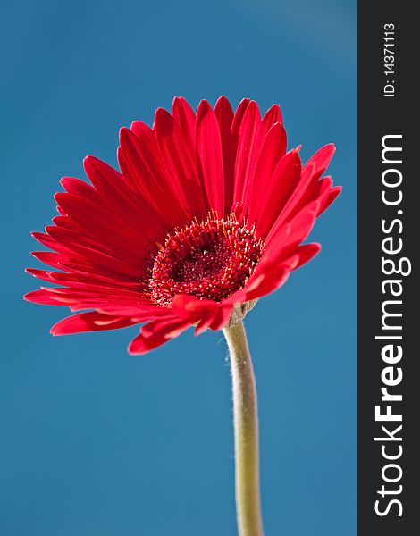 Red Gerber Daisy on Blue Background