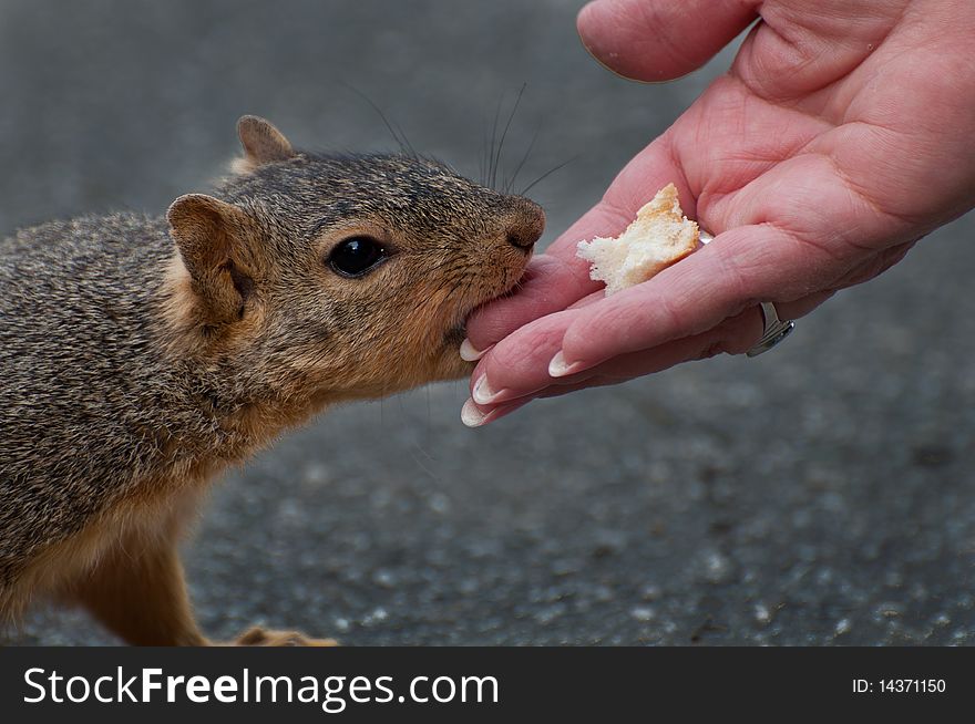 Squirrel biting the hand of someone trying to feed it.