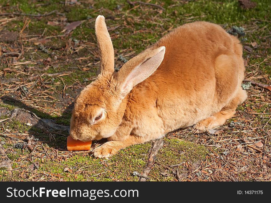 Wild brown rabbit is eating a carrot. Wild brown rabbit is eating a carrot.