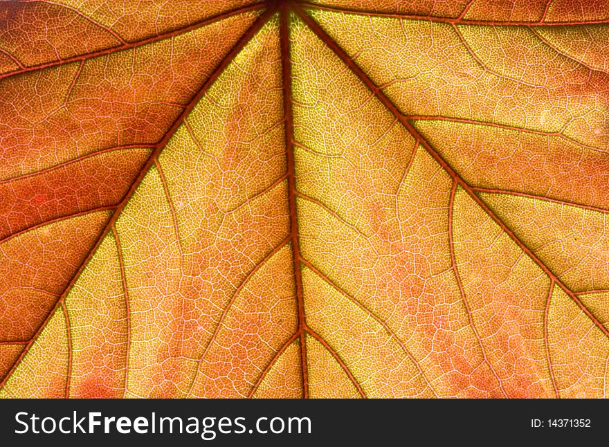 Close up on orange, spring fresh maple leaf. Close up on orange, spring fresh maple leaf