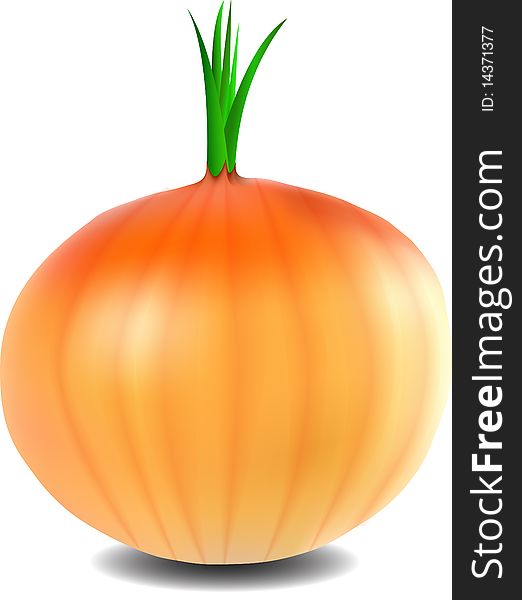 Vector illustration of an onion