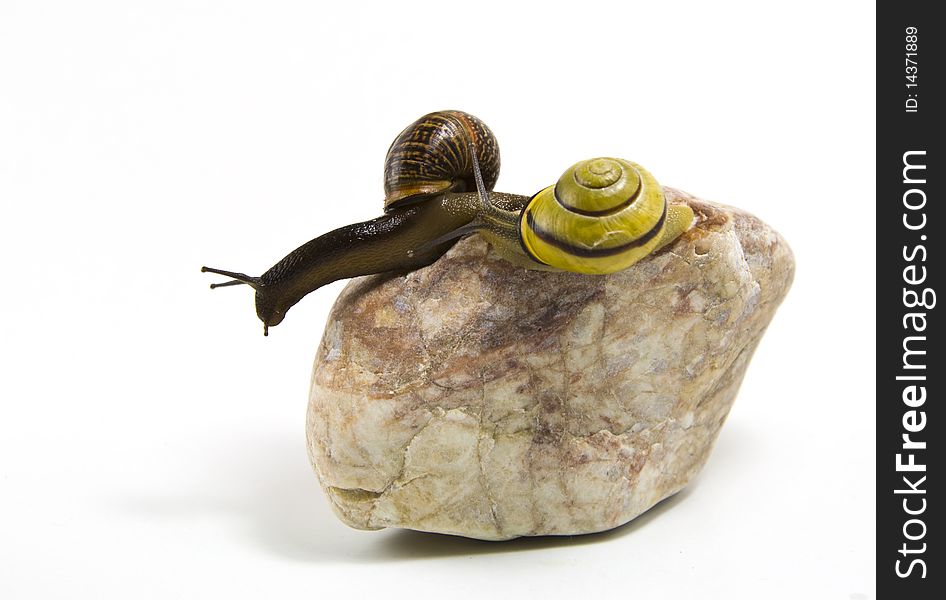 Couple of snails climbing on the stone, isolated, white background. Couple of snails climbing on the stone, isolated, white background