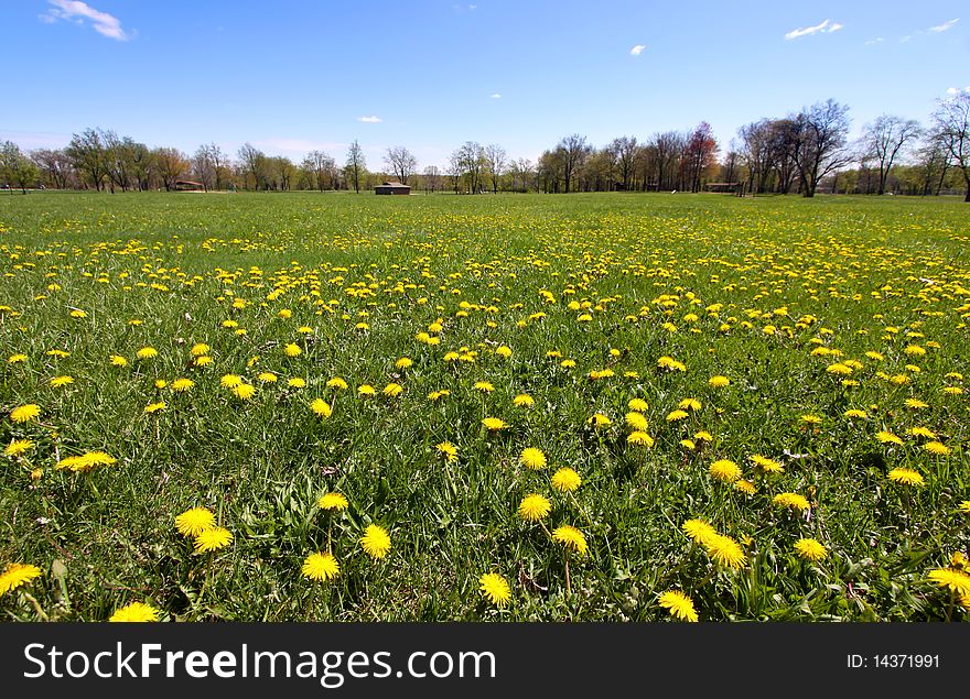 Scenic field in spring time filled with yellow dandelions. Scenic field in spring time filled with yellow dandelions