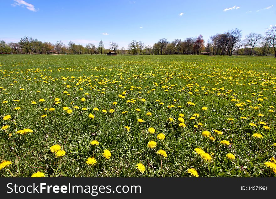 Spring Landscape