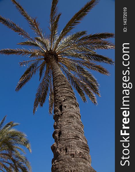 Palm tree in the blue sky