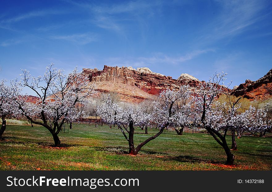 Capitol Reef National Park