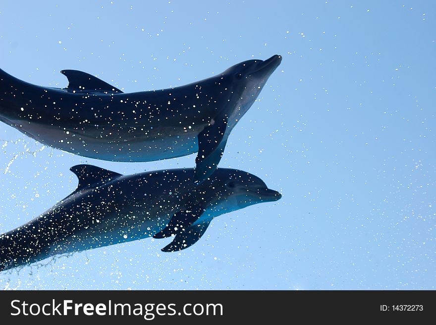 Two dolphins jumping through a blue sky. Two dolphins jumping through a blue sky