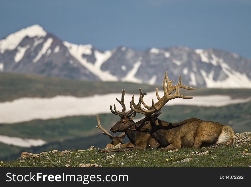 A couple of deer's in the Rocky Mountains. A couple of deer's in the Rocky Mountains