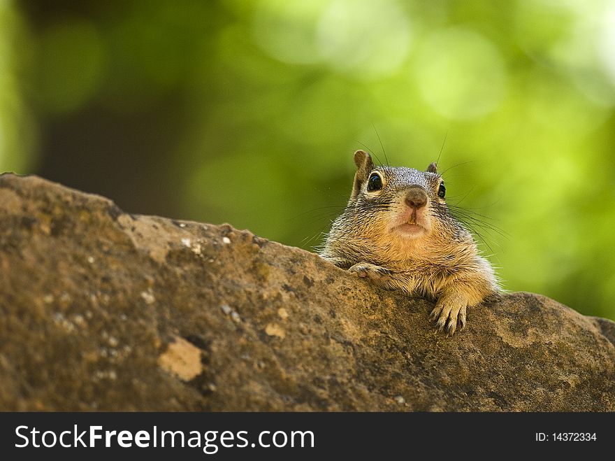 Chipmunk resting on a rock in the shade.