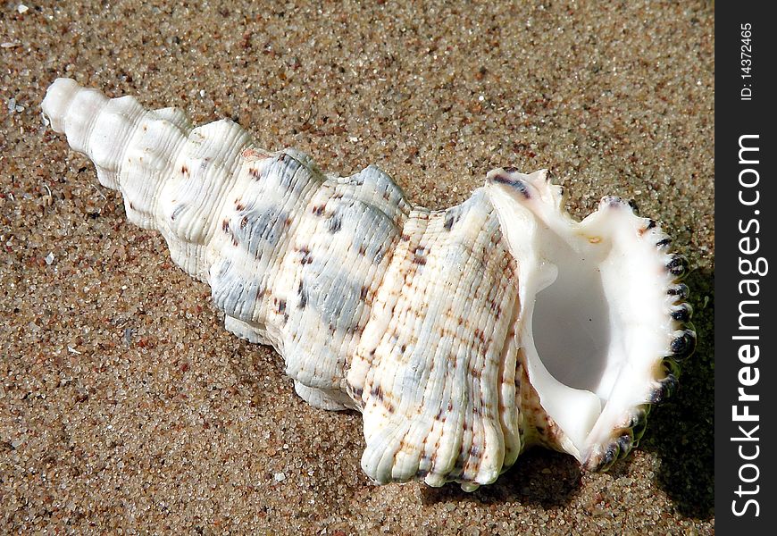 Beautiful shell on the send