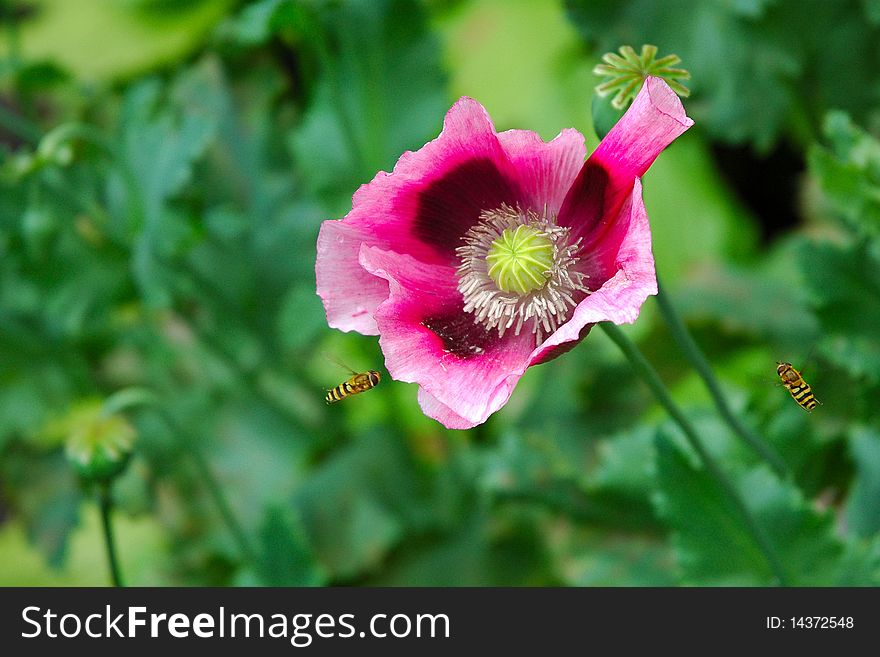 A beautiful poppy with two hover-flies